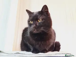 Mixed Breed cats 🐾 EL NEGRO – a Lovely Boy for a Loving Home🐾 - Advert 5