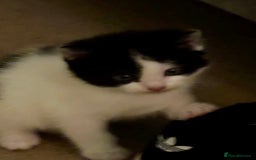 Domestic Shorthair cats for sale: 3 gorgeous Black and White boys - Image 17