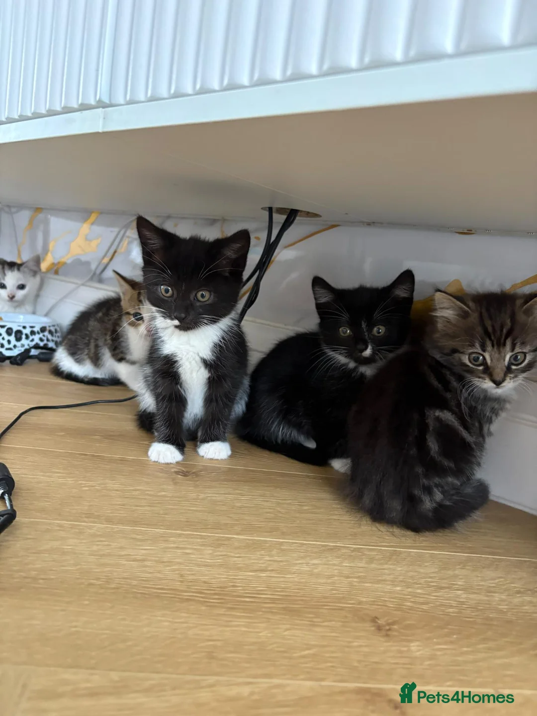 Mixed Breed cats for sale: 😺LOVELY KITTES Available for Collection Today!😺 - Advert 2