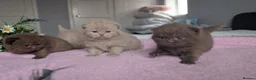 British Shorthair cats for sale: GCCF REGISTERED CHOCOLATE AND LILAC KITTENS - Advert 8