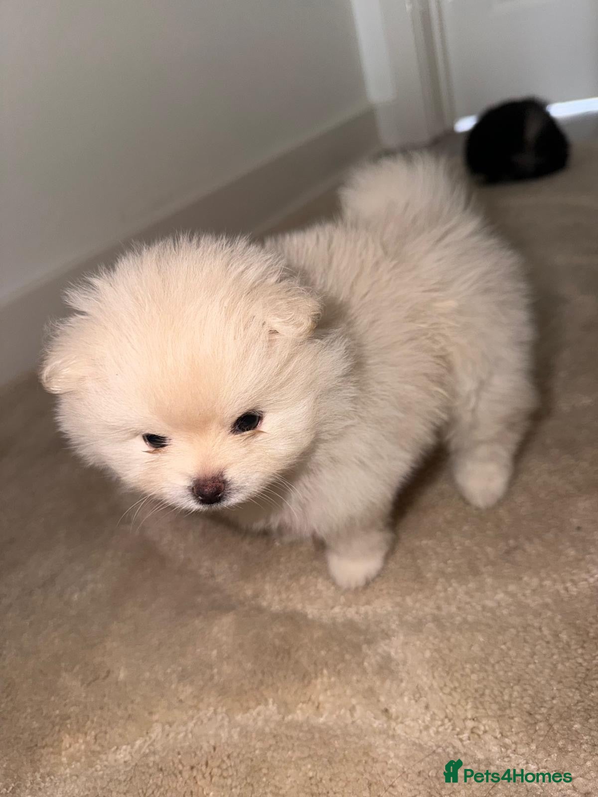 Pomeranian dogs Ready To Leave Next Week 1 Girl 1 Boy Left - Advert 5
