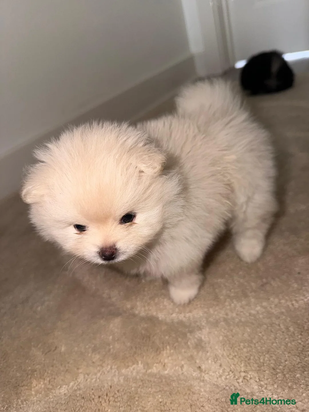 Pomeranian dogs for sale: READY TO LEAVE - Advert 2