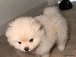 Pomeranian dogs Ready To Leave Next Week 1 Girl 1 Boy Left - Advert 5