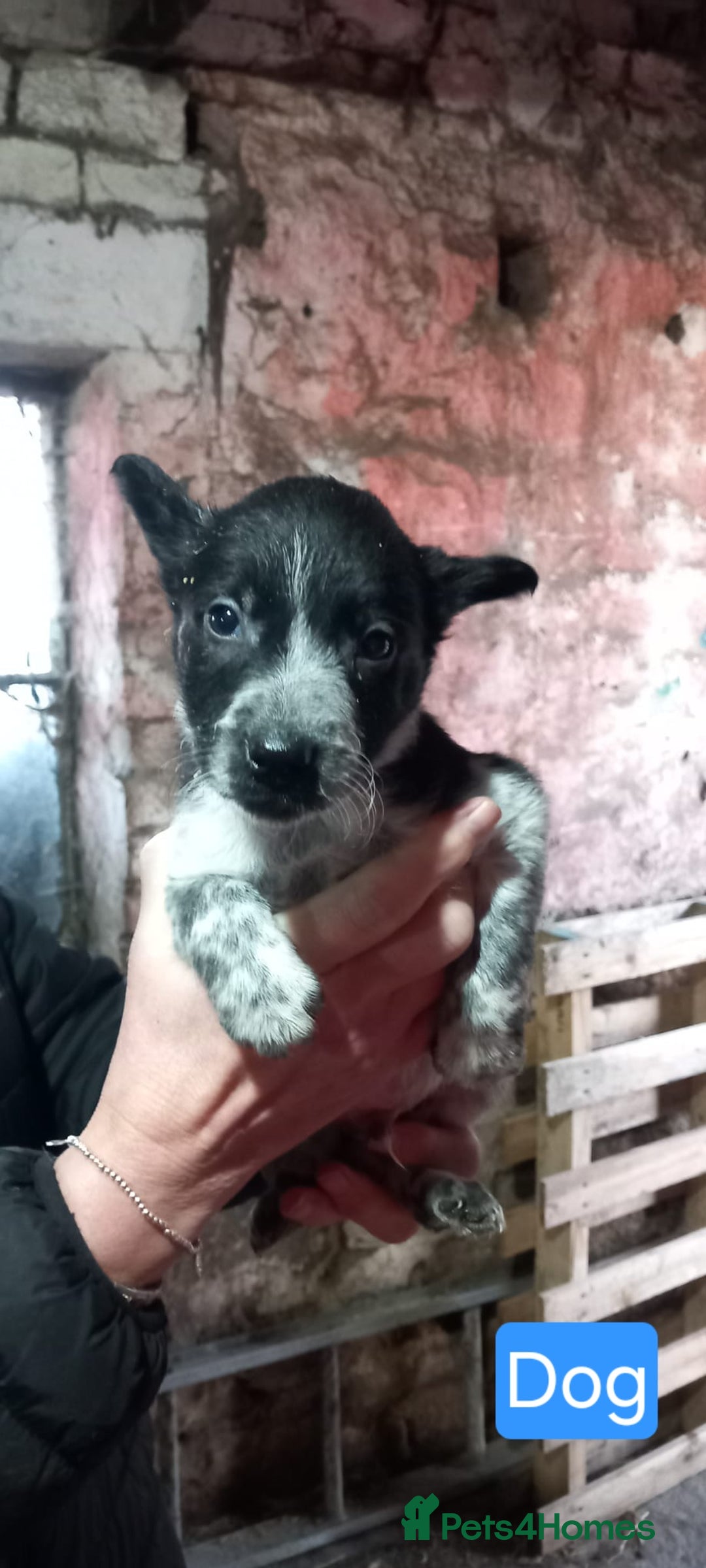 Border Collie dogs for sale: Border Collie Pups - Advert 2