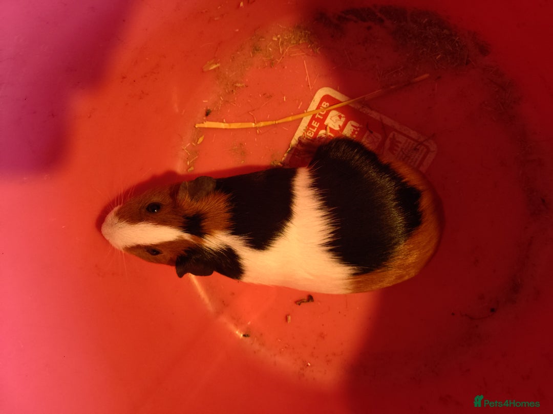 Guinea Pig rodents for sale: guinea pigs baby's and a adult female  - Image 4