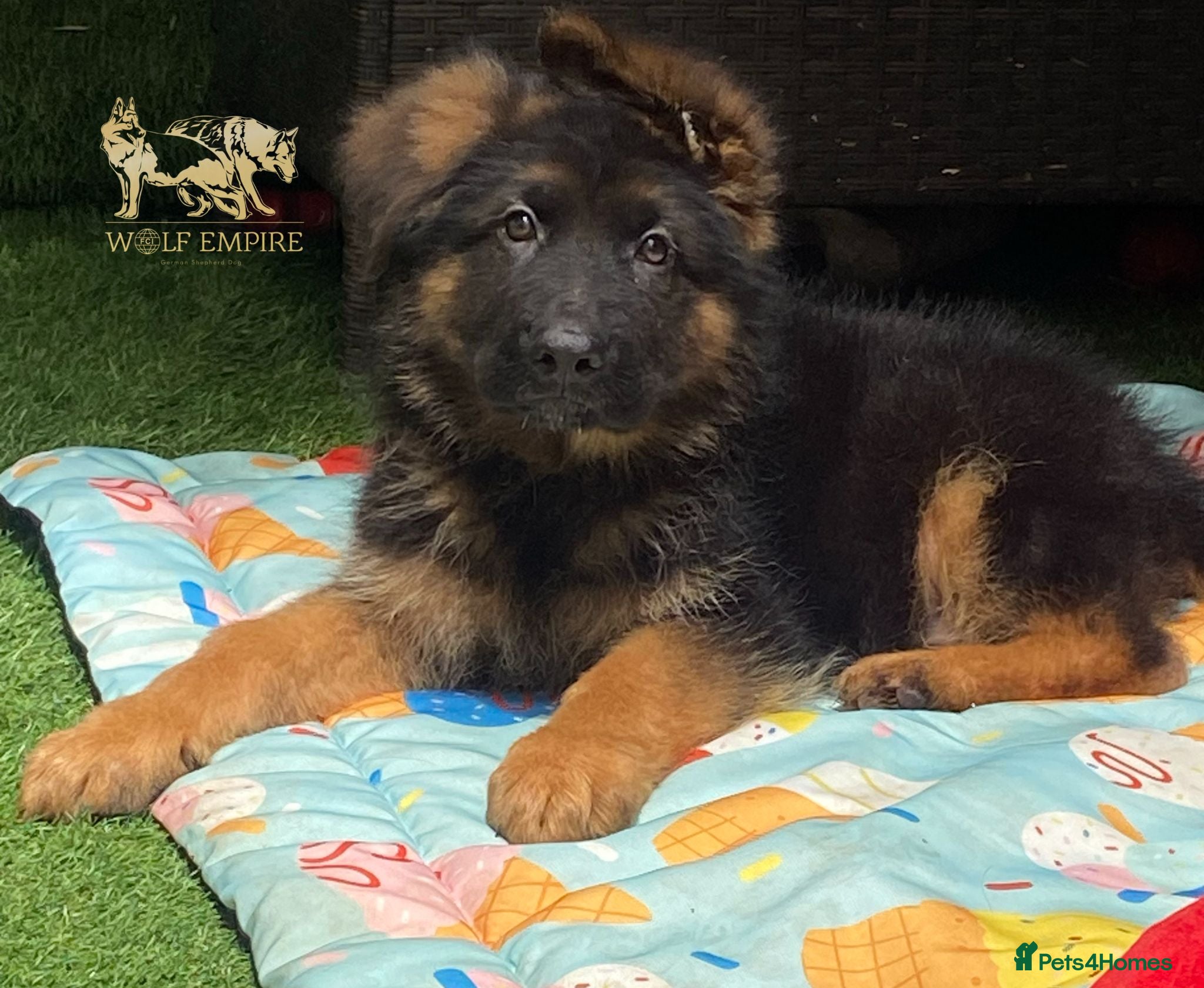 German Shepherd dogs Beautiful Gsd,Puppies  - Advert 7