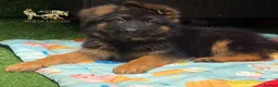 German Shepherd dogs for sale: Beautiful  Gsd Puppies  - Advert 9
