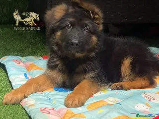 German Shepherd dogs Beautiful Gsd,Puppies - Advert 7