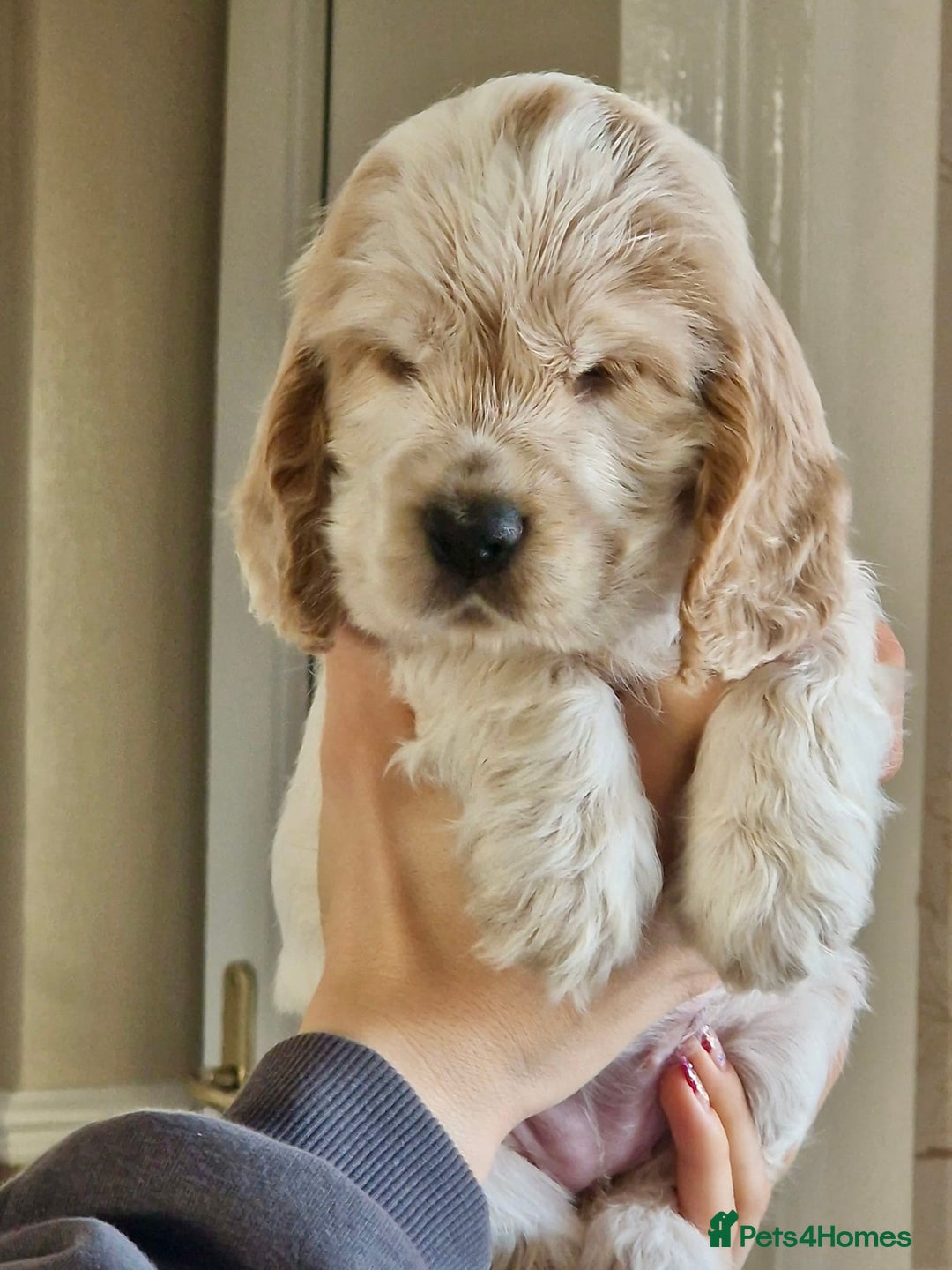 Cocker Spaniel dogs for sale: KC Registered Show Cocker Puppies  - Advert 11