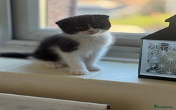 Scottish Fold cats for sale: ScottFord and British longhair  - Image 10