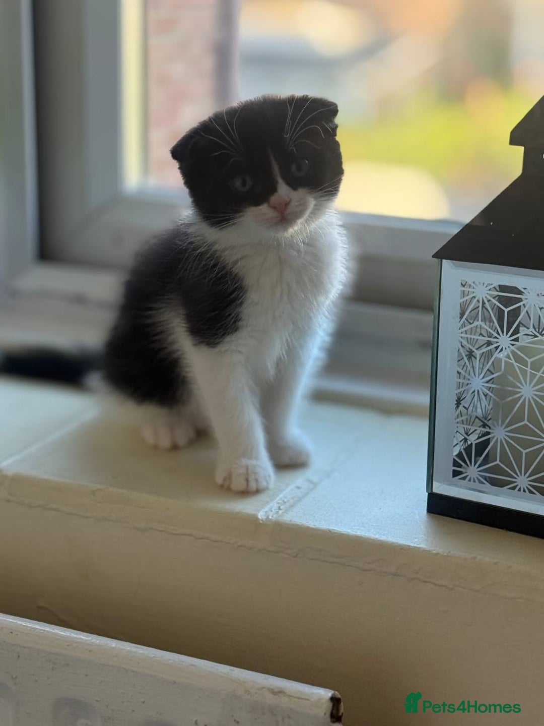 Scottish Fold cats for sale: ScottFord and British longhair  - Image 10
