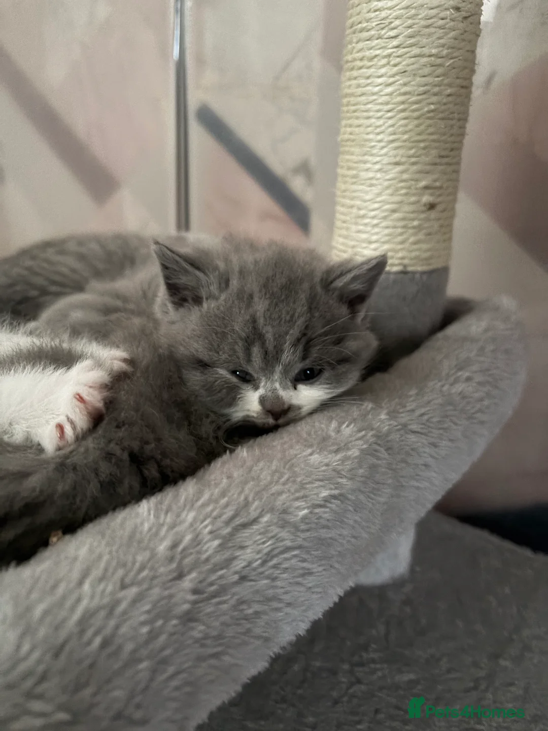 British Shorthair cats for sale: British Shorthair Boys - Advert 5