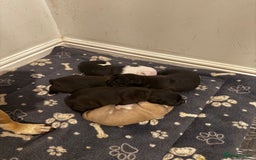 Dorset Olde Tyme Bulldogge dogs for sale: Olde tyme bulldogge puppies - Image 15