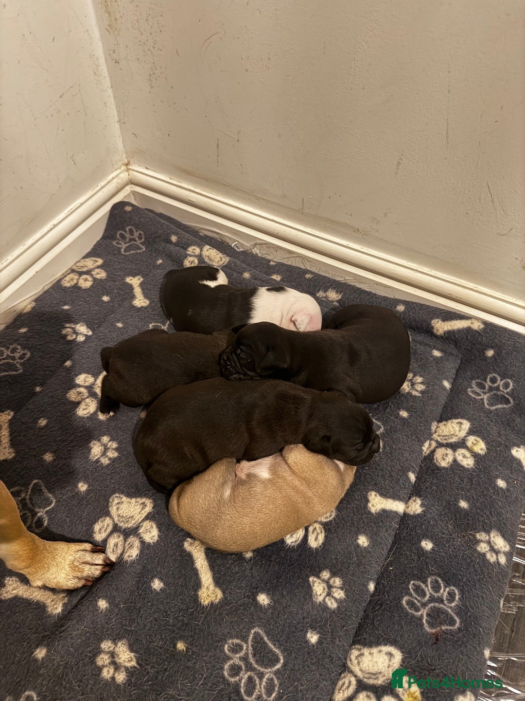 Dorset Olde Tyme Bulldogge dogs for sale: Olde tyme bulldogge puppies - Image 15