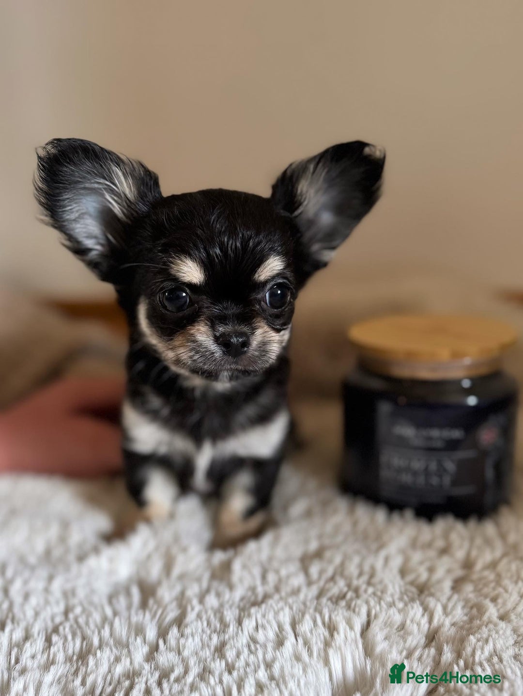 Chihuahua dogs for sale: One left! KC Reg Chihuahua Puppies-  Ready Now - Image 9
