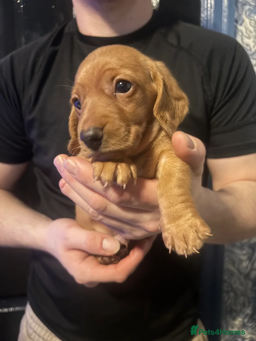 Miniature Dachshund dogs for sale: Ready now Beautiful miniature dachshunds  - Advert 3