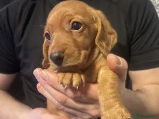 Miniature Dachshund dogs Ready now Beautiful miniature dachshunds - Advert 15