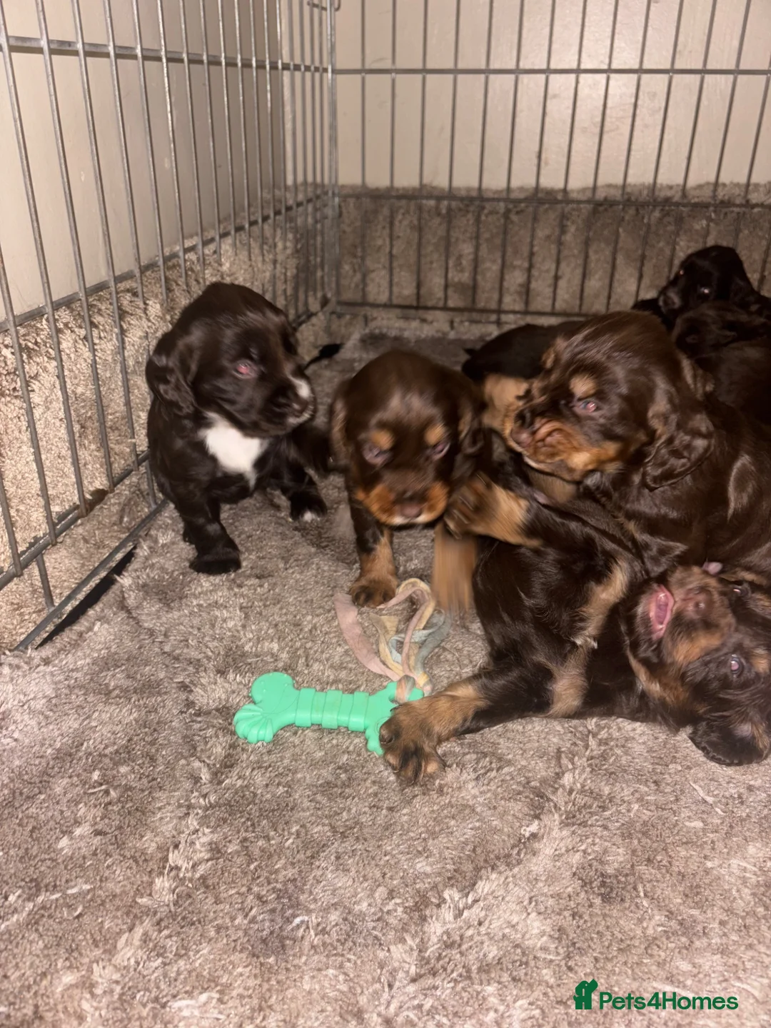 Cocker Spaniel dogs for sale: Working Cocker spaniel puppies for sale - Advert 16