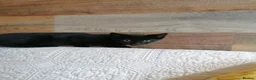 Mixed Breed cats for adoption: 🐾❤️ THREE ADORABLE KITTENS READY in Burton-on-Trent - Advert 24