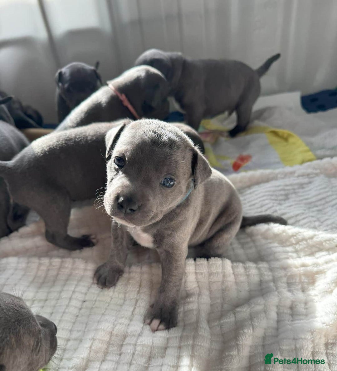 Staffordshire Bull Terrier dogs for sale: ✨ Staffy Bull Terrier Puppies DNA Clear, Healthy ✨ - Image 2