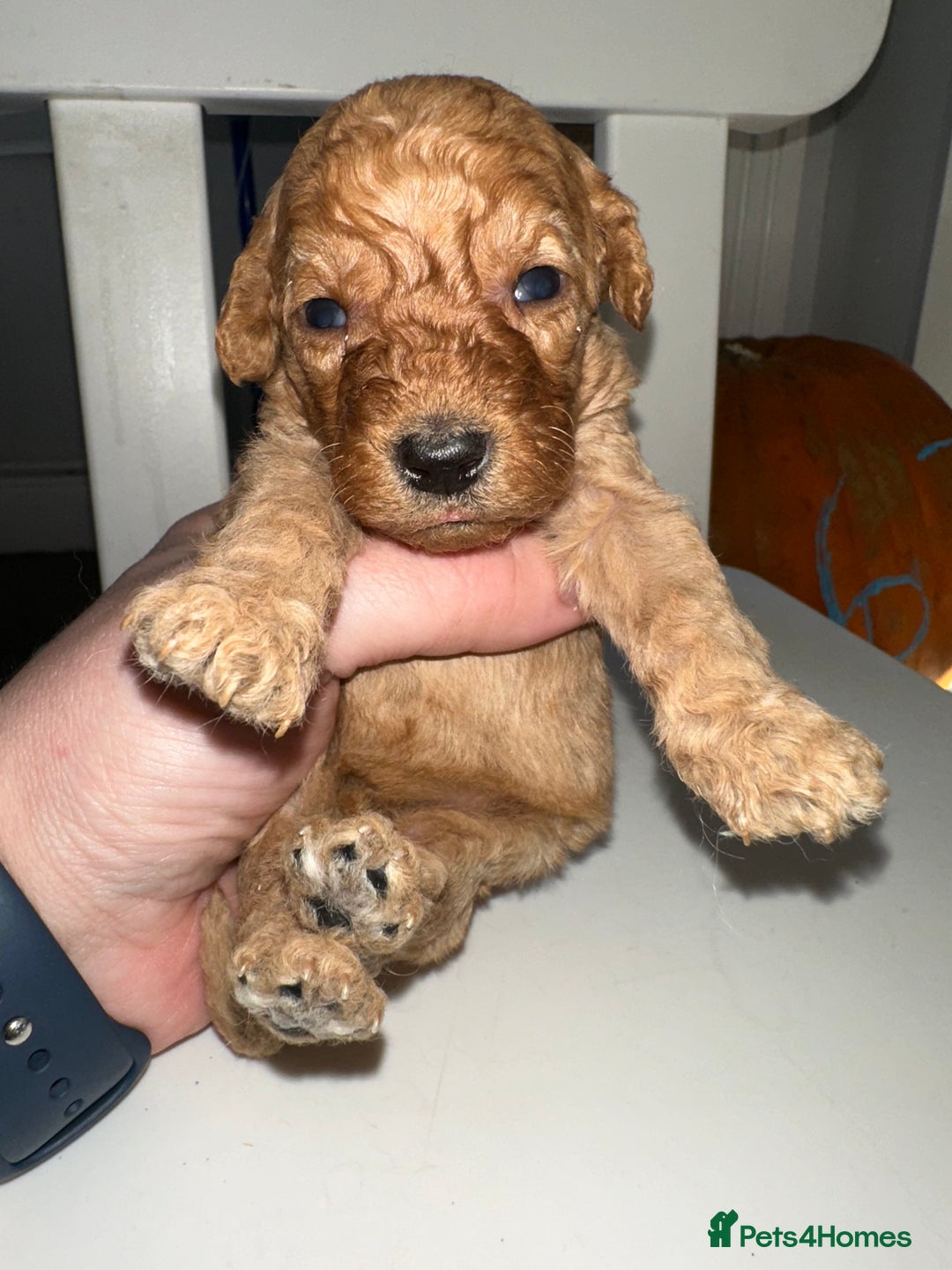 Goldendoodle dogs for sale: Miniature Goldendoodles - Ready Mid December  - Advert 24
