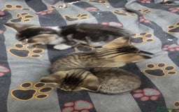 Mixed Breed cats for sale: ****Kittens ready to leave**** - Image 4