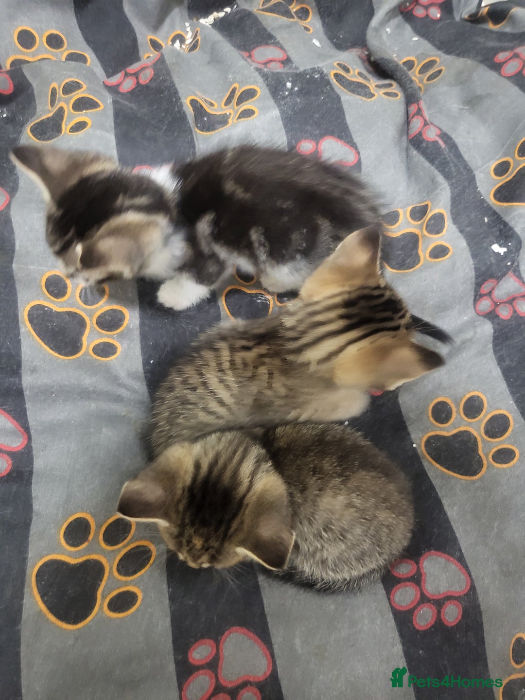 Mixed Breed cats for sale: ****Kittens ready to leave**** - Image 4