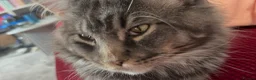 Maine Coon cats for sale: Russian Xl Maine coon Smokey  - Advert 17