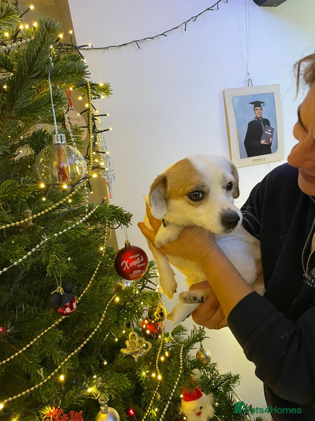 Mixed Breed dogs for adoption: RONNA - a beautiful tiny girl, for a Loving Home - Advert 10