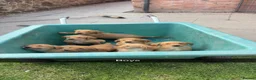 Goldador dogs for sale: ⭐️F1 Goldadors Puppies⭐️ - Advert 12