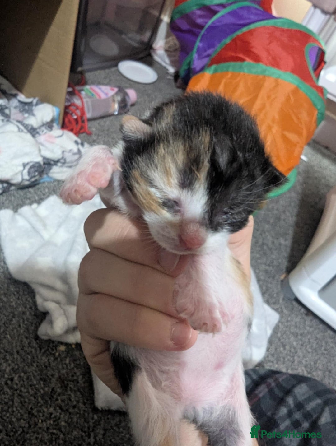 Mixed Breed cats for sale: Beautiful kittens - Image 9