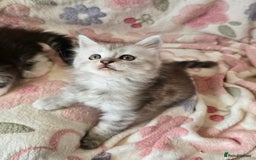 Maine Coon cats for sale: Gccf Maine Coon kittens  shaded lines - Image 27