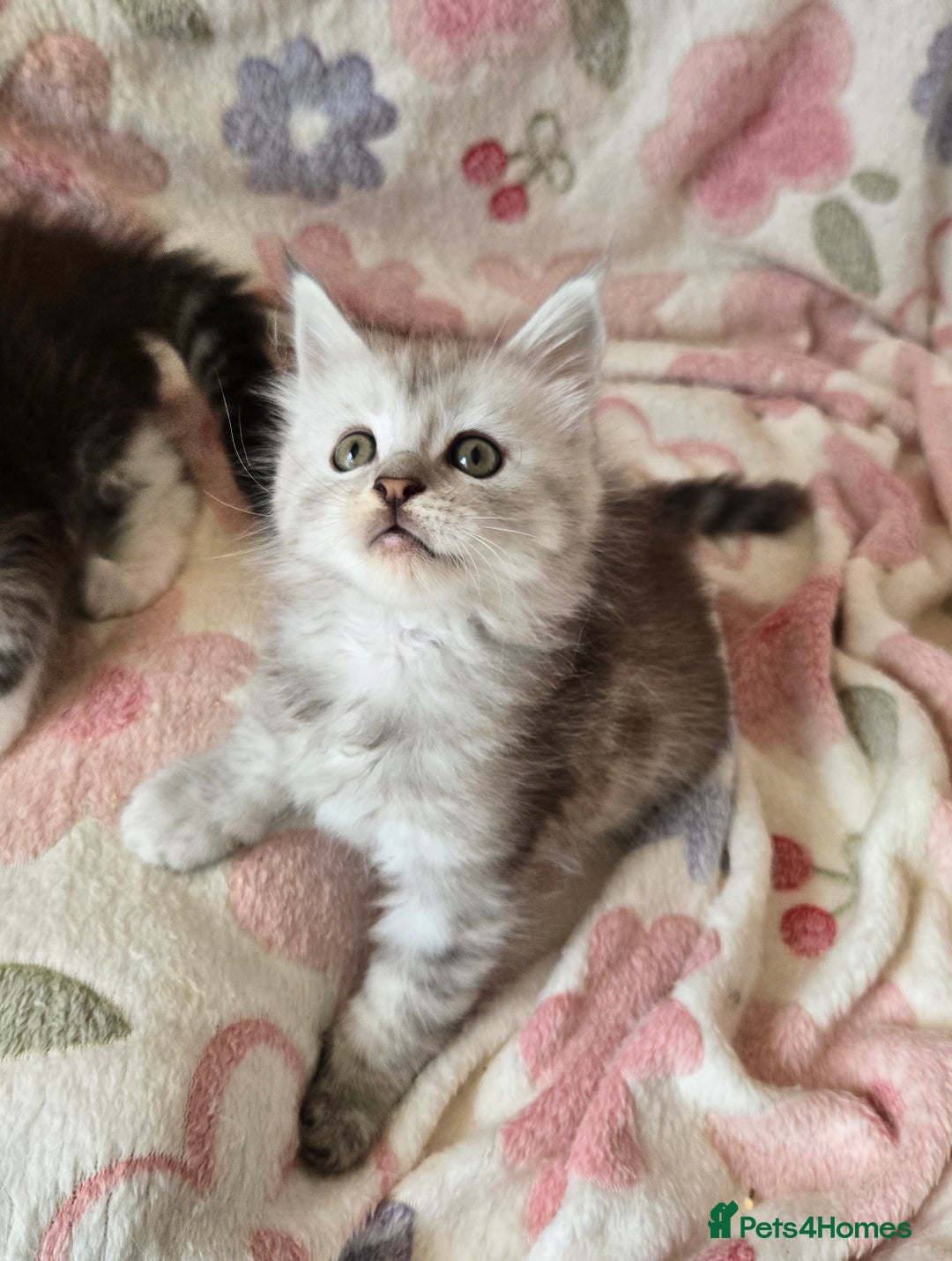 Maine Coon cats for sale: Gccf Maine Coon kittens  shaded lines - Image 27