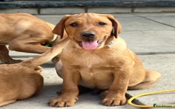 Labrador Retriever dogs for sale: Fantastic litter of fox Red Labrador puppies - Image 3