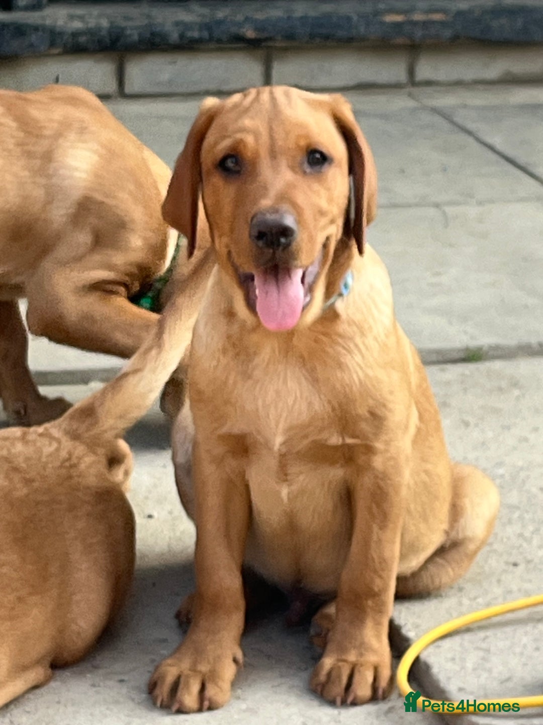 Labrador Retriever dogs for sale: Fantastic litter of fox Red Labrador puppies - Image 3