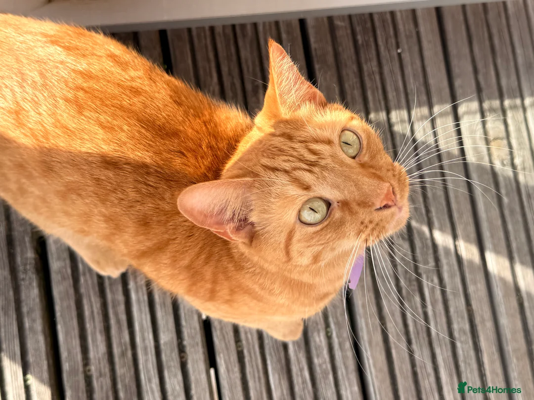 Mixed Breed cats for sale: 3 CATS FOR REHOMING - Advert 2