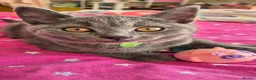 British Shorthair cats for sale:  British Cross Shorthair Kittens - Advert 10