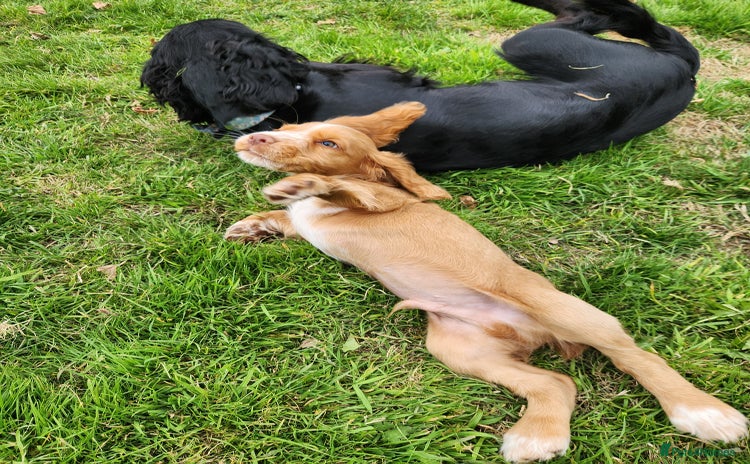 Cocker Spaniel dogs - Advert 10
