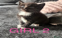 Domestic Shorthair cats for sale: Beautiful kittens  - Image 5