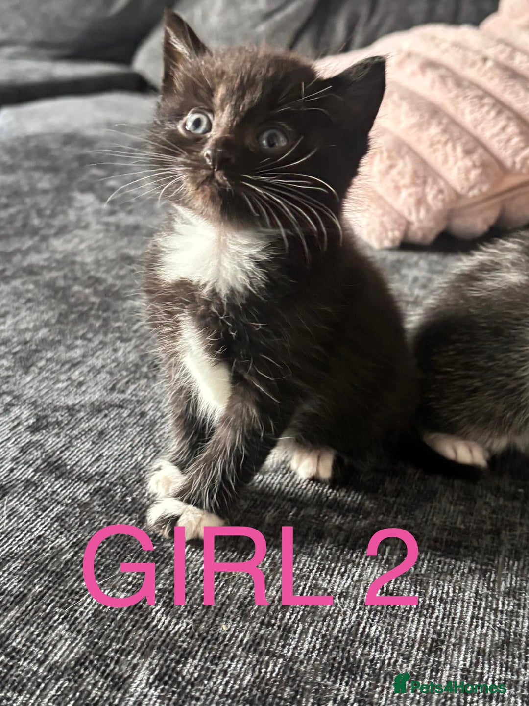 Domestic Shorthair cats for sale: Beautiful kittens  - Image 5