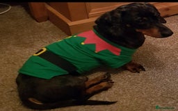 Miniature Dachshund dogs for sale: 7 year old miniature dachshund - Image 1