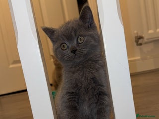 British Shorthair cats Blue Male British Shorthair for Sale - Advert 1