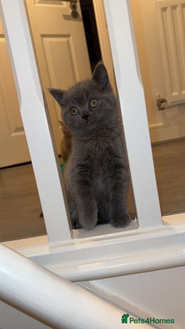 British Shorthair cats Blue Male British Shorthair for Sale - Advert 1
