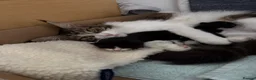 Mixed Breed cats for sale: Half Maine Coon Kittens - Beautiful Pair 🐾 - Advert 7