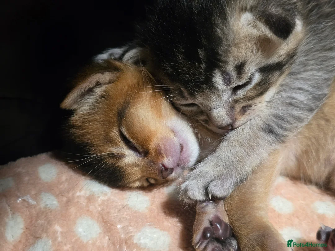 Abyssinian cats for sale: Stunning Kittens – Not to Miss - Advert 11