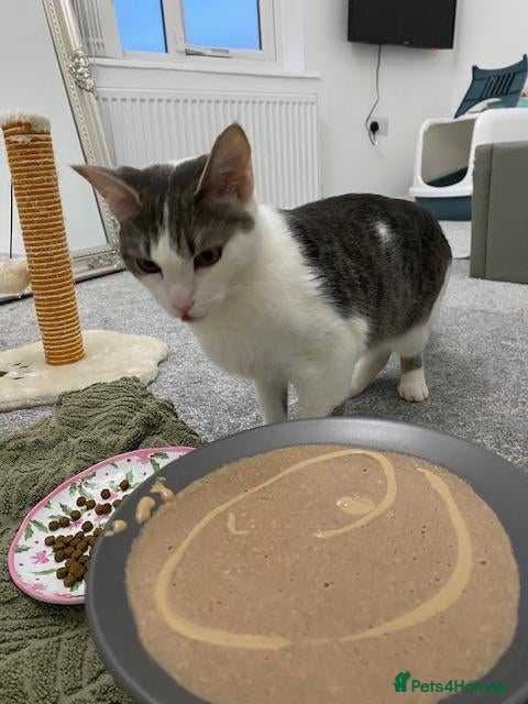 Mixed Breed cats Rehoming Luna - Advert 2