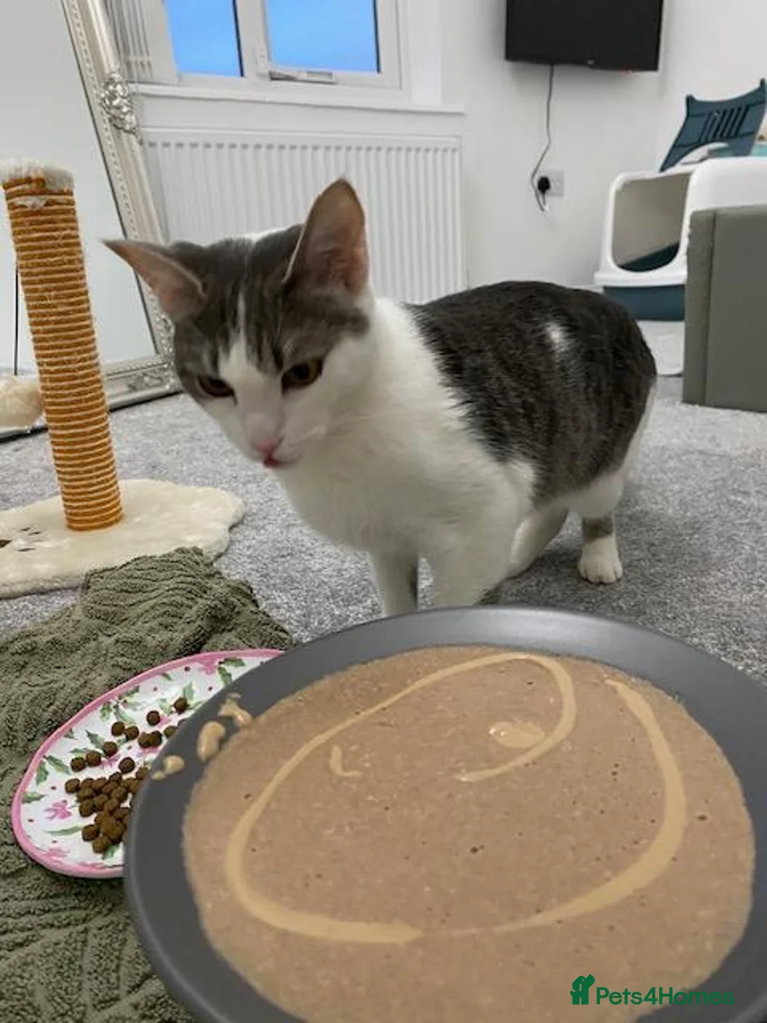 Mixed Breed cats for sale: Rehoming Luna - Advert 2