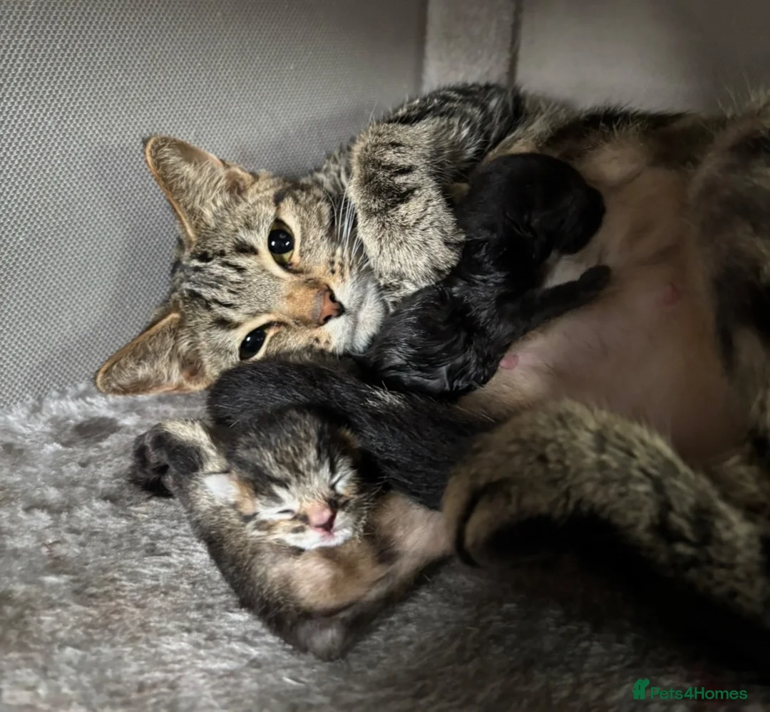 Mixed Breed cats for sale: 2 Kittens. - Advert 6