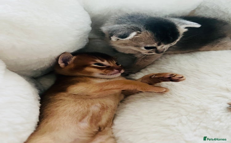 Abyssinian cats 🥇 5+ Gen World Champ🏆 1 chocolate boy left 🤎 - Advert 16