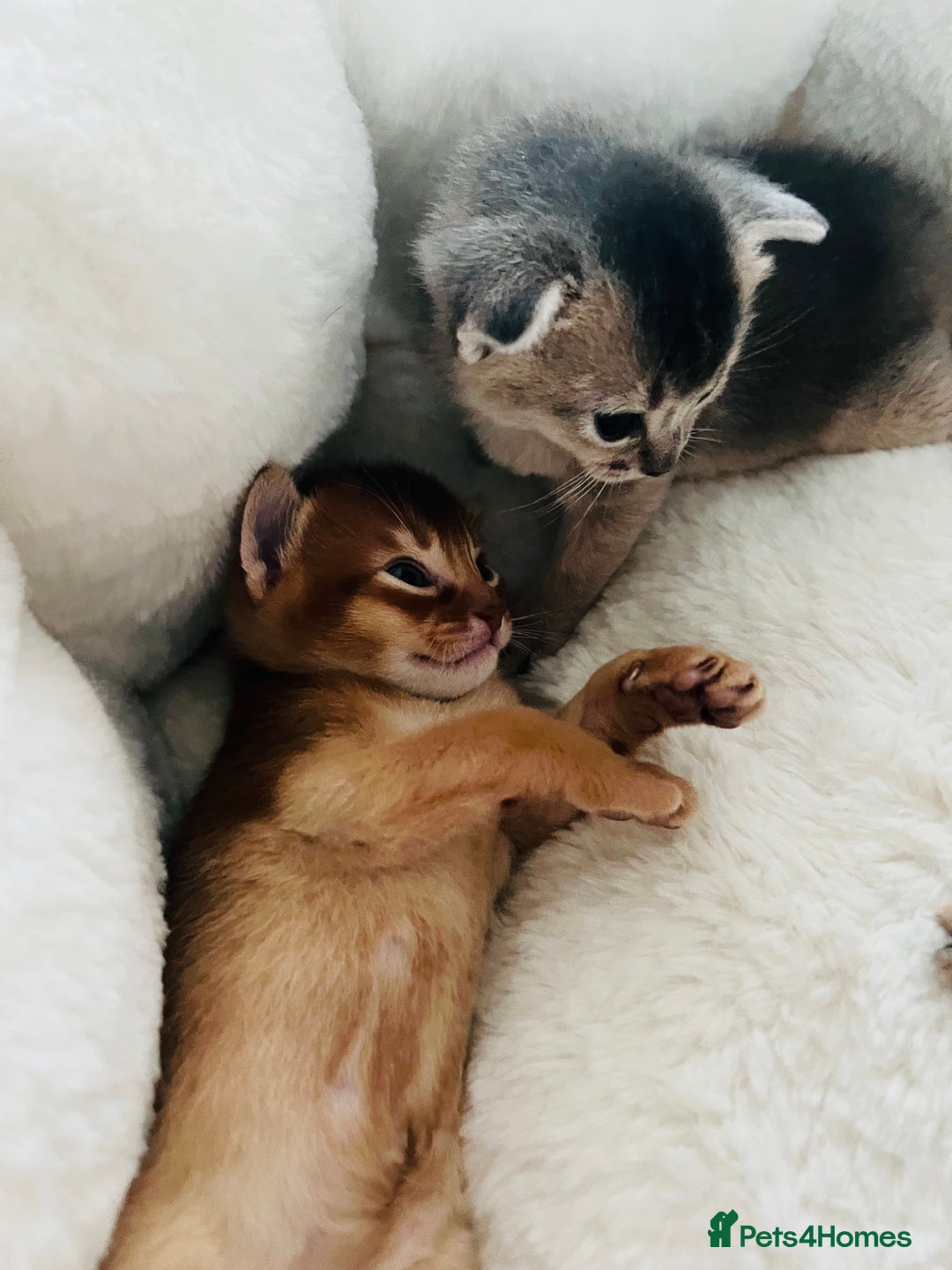 Abyssinian cats for sale: 🥇 5+ Gen Champ🏆 Fawn🤍Blue💙 girls🤎choco🧡ruddy - Image 9